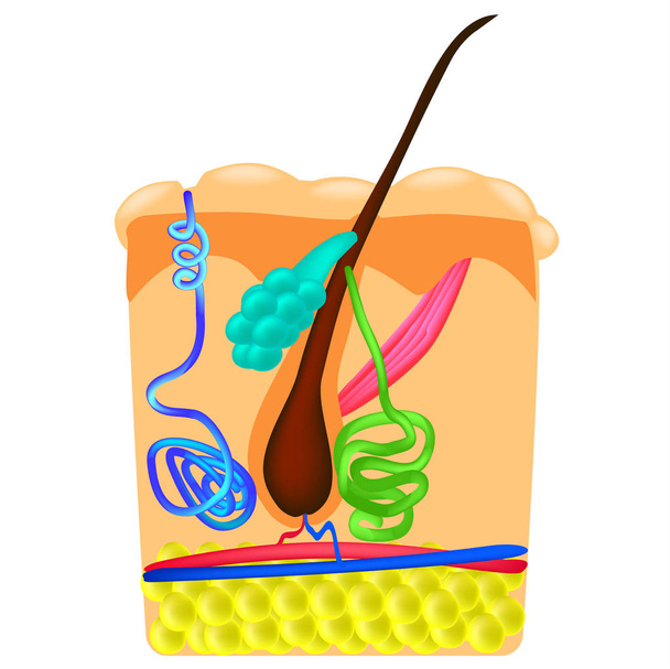 A estrutura do cabelo. Glandula sebácea. Glandular suor. Infográficos. Ilustração vetorial sobre fundo isolado
 - Vetor, Imagem