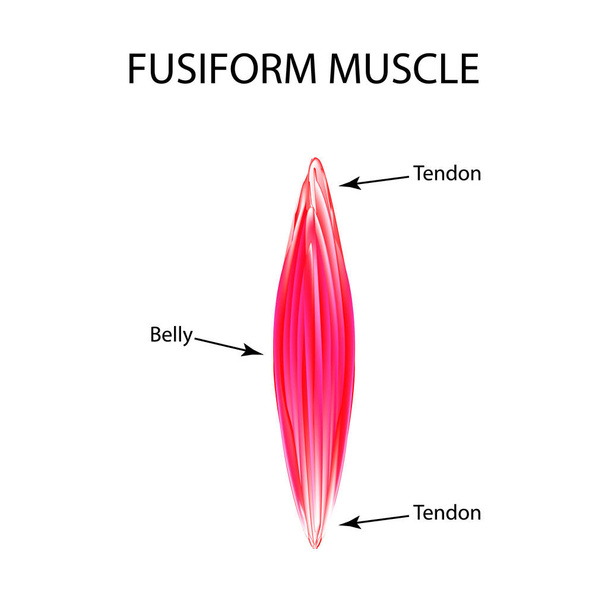 die Struktur des Muskels ist fusiform. Infografiken. Vektor-Illustration auf isoliertem Hintergrund - Vektor, Bild