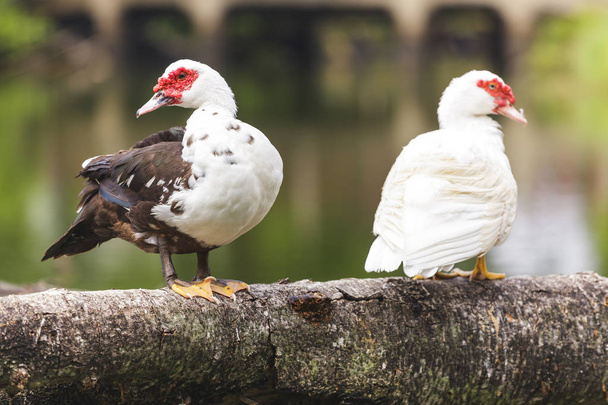 Couple of ducks in the botanical gardens - Foto, Bild