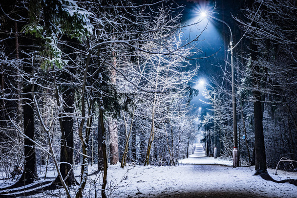 trees covered with snow in the winter night - Fotografie, Obrázek
