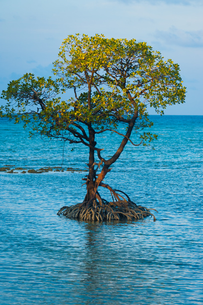 孤独なマングローブ木根海の中心 - 写真・画像