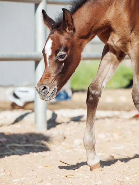 walking arabian little foal in paddock. Israel - Foto, imagen