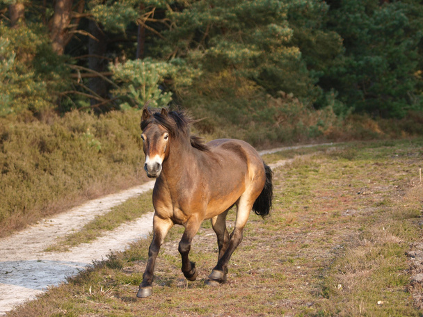 Trotando Pony salvaje
 - Foto, Imagen
