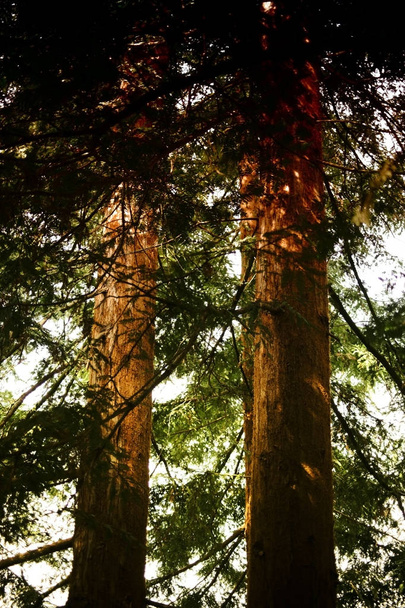 Kust Redwood tree - Foto, afbeelding