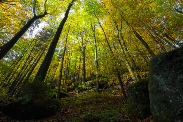 Outono em alemão Montanhas e Florestas Saxon Suíça é um
  - Foto, Imagem