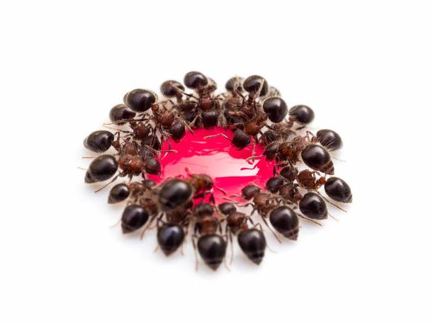 Groupe de fourmis mangeant de l'eau douce rouge
 - Photo, image