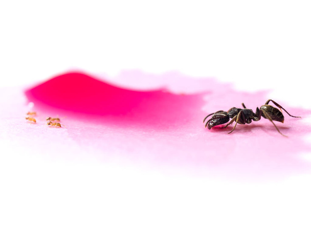Diferentes hormigas compartiendo gota de agua dulce roja
 - Foto, imagen