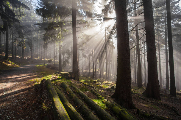 ドイツの山と森林でのハイキング ツアー中秋 - 写真・画像