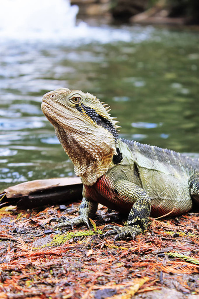 Este dragón del agua, lesueuri Ancistricheirus (Agámidos). Brisbane, Queensland, Australia - Foto, Imagen