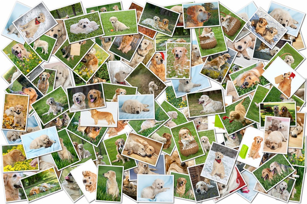 hond collage - 101 stukken - Foto, afbeelding