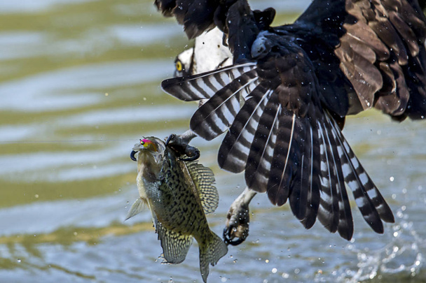 Osprey snags fish. - Photo, Image