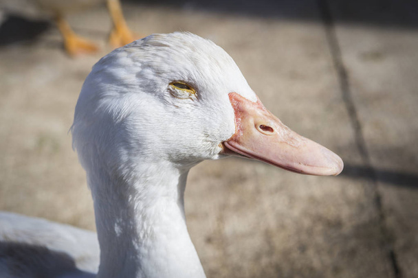 Domestic duck, domestic white ducks, naturally fed ducks - Photo, Image