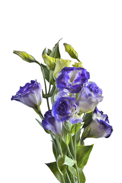 boeket van eustoma bloemen geïsoleerd op wit - Foto, afbeelding