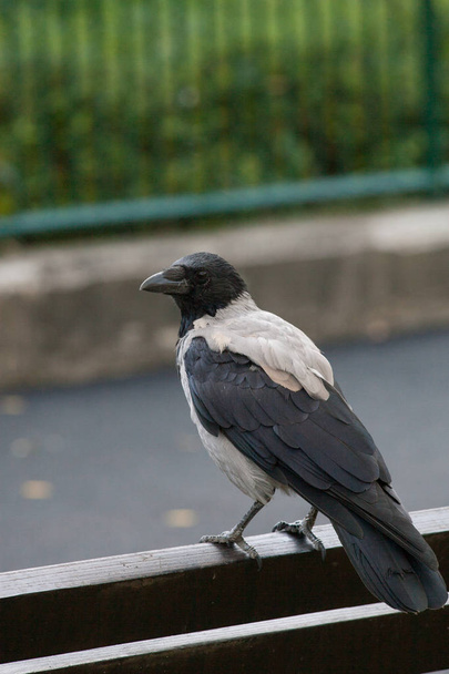 Cuervo en el entorno urbano en el banco en busca de comida
 - Foto, Imagen