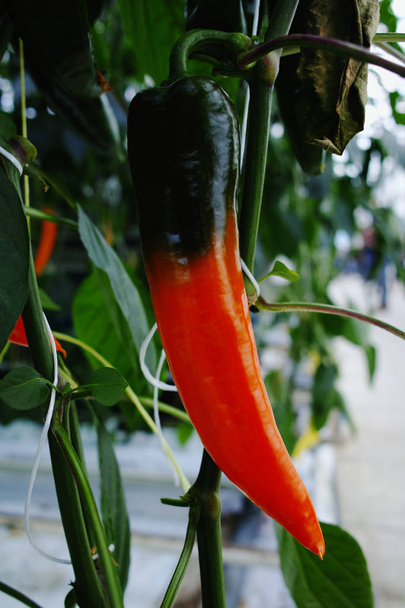 Maukas orgaaninen makea paprika kasvu iso hollantilainen kasvihuone, koskaan
 - Valokuva, kuva