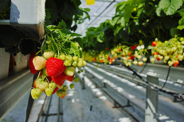 Sabroso crecimiento de fresas orgánicas en invernadero holandés grande, cosecha diaria
 - Foto, Imagen