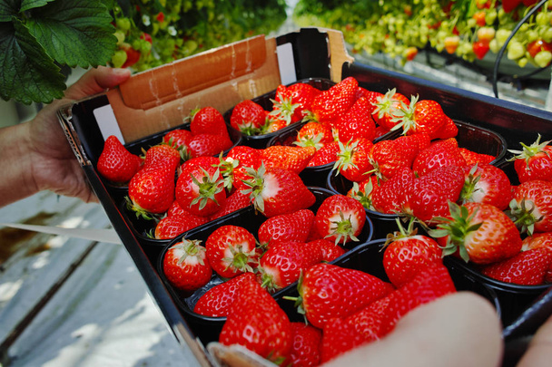 Συγκομιδή στο πλαίσιο - νόστιμο οργανική ανάπτυξη φράουλα σε μεγάλα ολλανδικά θερμοκηπίου - Φωτογραφία, εικόνα