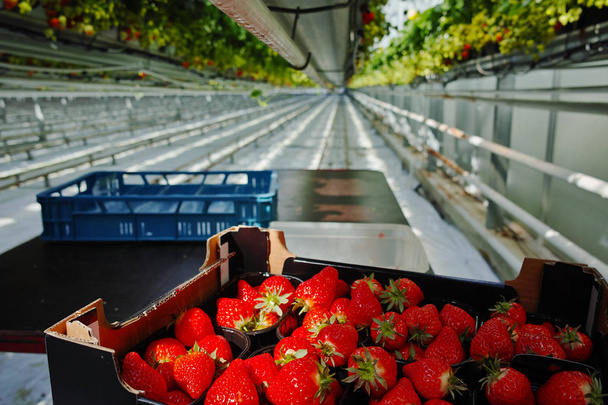 Ernte im Kasten - schmackhafter Bio-Erdbeeranbau im großen holländischen Gewächshaus - Foto, Bild