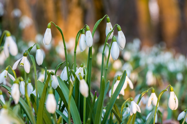 春の森の白い花スノー ドロップの詳細ショット - 写真・画像