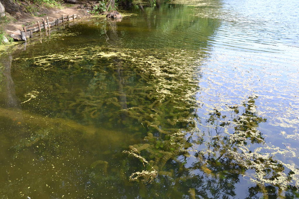 Lake with clear water and algae on the bottom. - Photo, Image