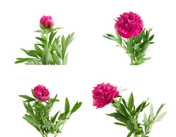 Set the beautiful bouquet of pink peonies on  white background  - Foto, Imagem