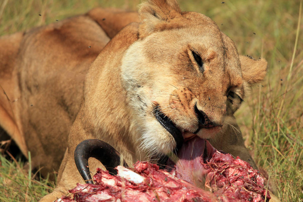 Lion se nourrissant d'un gnous
 - Photo, image