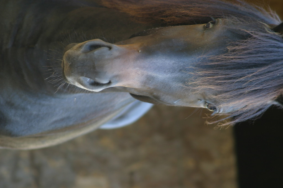 becks Pferd - Foto, Bild