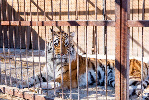 Tigre en captivité dans un zoo derrière les barreaux. Puissance et agressivité dans la cage
. - Photo, image