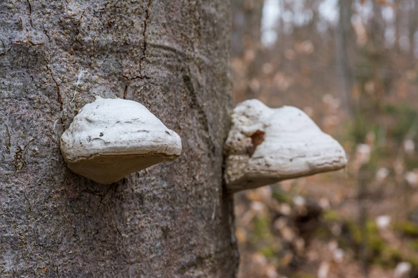Tree Bark Trunk with Mushrooms Forest Closeup Biology Botany Whi - Фото, изображение