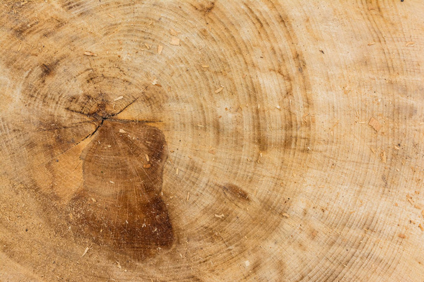 Дерево пень текстура резки опилок строительные кольца
 - Фото, изображение