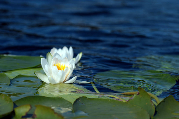 Weißwasserlilie - Foto, Bild