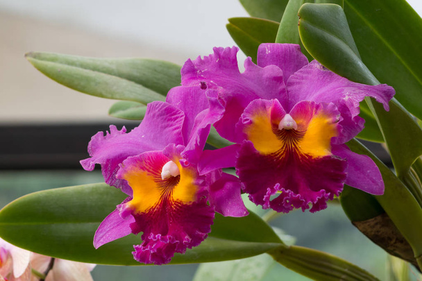 Cattleya Orchid, Sri lanka - Photo, Image