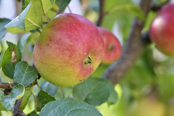 apples on apple tree branch - Foto, imagen