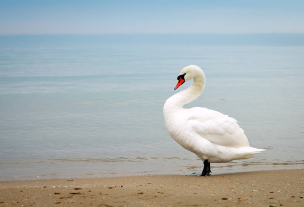 Swan walking along the seashore - Φωτογραφία, εικόνα