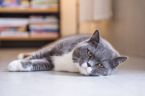 The gray British cat - Photo, image
