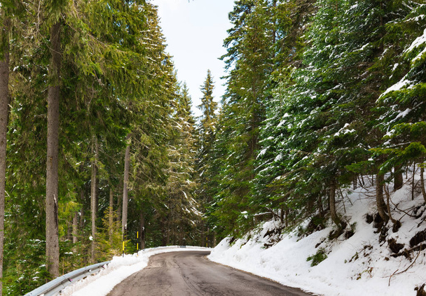 Road in the coniferous forest - Photo, image