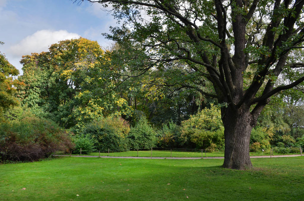 Lawn in a botanical garden  with an old tree - Foto, imagen
