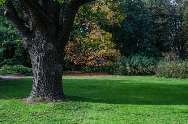 Lawn in a botanical garden  with an old tree - Foto, Bild