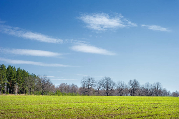 Frühlingslandschaft, junge Weizentriebe, Eichen in Erwartung grünen Laubs, blauer Himmel mit wenigen Wolken - Foto, Bild