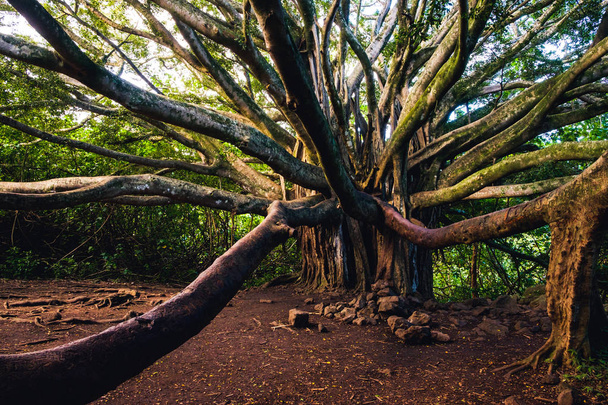 Veduta paesaggistica del vecchio grande albero della foresta con lunghi rami
 - Foto, immagini