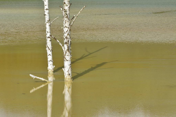 Poluição de um lago com água contaminada de uma mina de ouro
 - Foto, Imagem