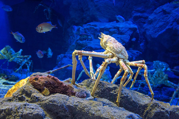Crabe araignée japonais
 - Photo, image