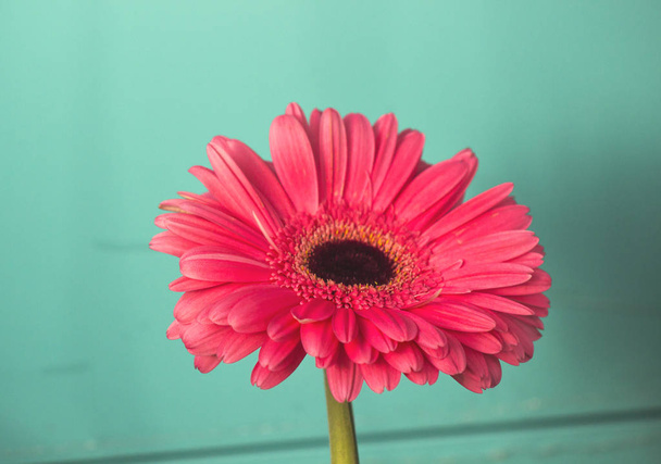 Closeup of gerbera flower in  the summer - Valokuva, kuva