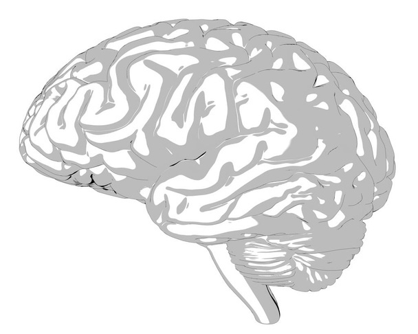 İnsan beyni 3d render - Fotoğraf, Görsel