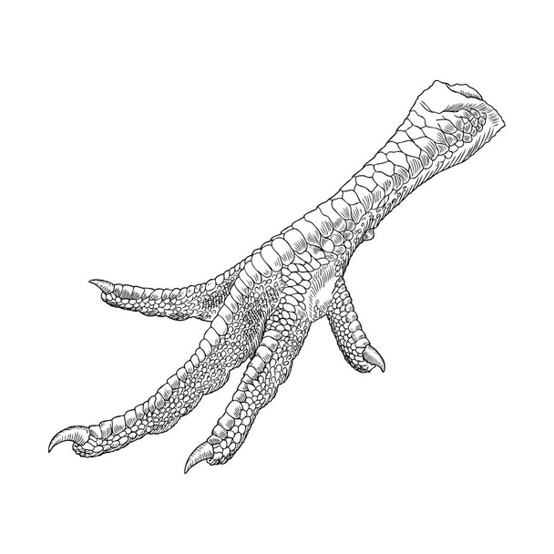 Chicken foot sketch - Vector, afbeelding
