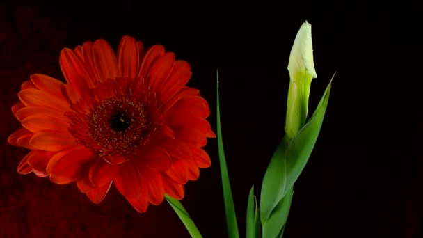 Poklatkowy umierania i otworzenie biały Iris Sanguinea biały kwiat: na białym na czarnym tle - Materiał filmowy, wideo