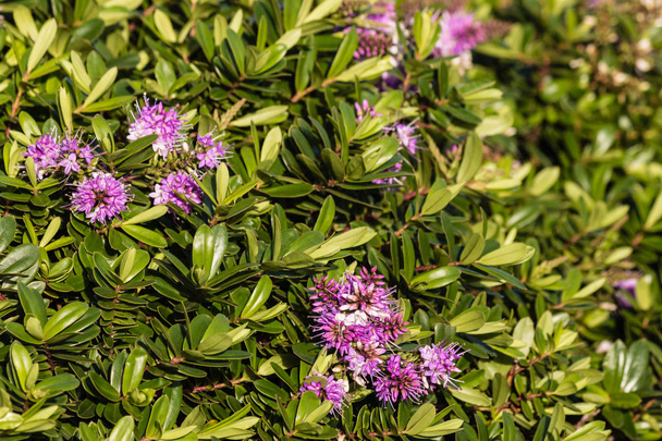 purple hebe plant flowers and leaves - Photo, Image