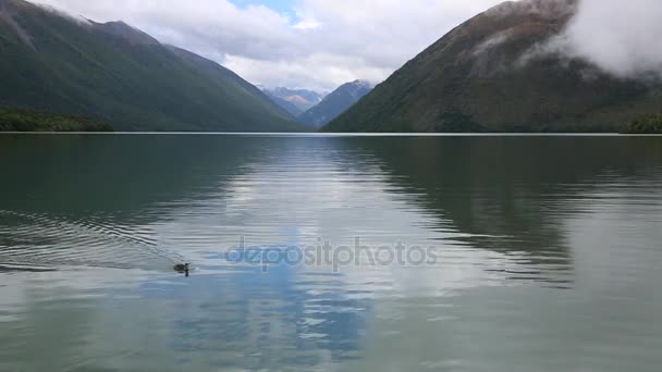 Duck on Rotoiti Lake - Footage, Video