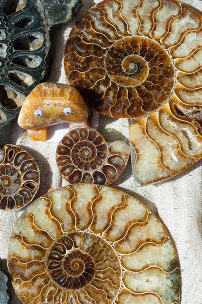 Restos fósiles de vida marina. los restos o la impresión de un organismo prehistórico conservado en forma petrificada o como molde o molde en roca
. - Foto, imagen