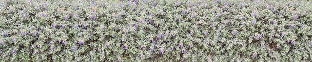 Çalı germander mavi çiçek çit - Fotoğraf, Görsel